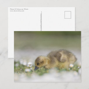 Carte Postale Photo nature gosling