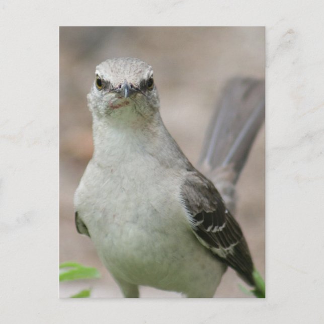 Carte Postale Photo Northern Mockingbird (Devant)
