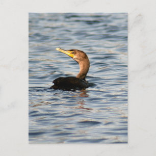 Carte postale Photo Oiseau Cormorant à deux pattes