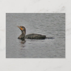 Carte postale Photo Oiseau Cormorant à deux pattes