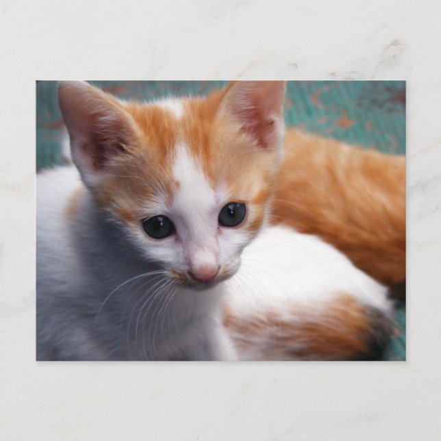 Carte Postale Photo Orange Kitten (Devant)