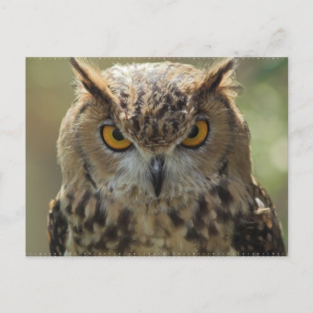 Carte postale photo Owl (Devant)