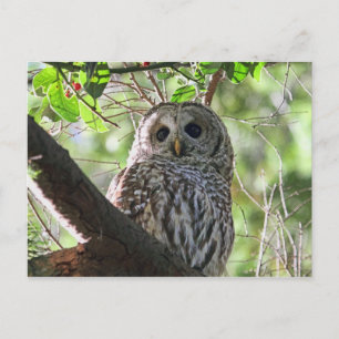 Carte Postale Photo Owl
