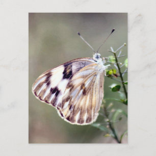 Carte postale Photo Papillon blanc À damiers