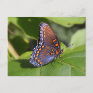 Carte Postale Photo papillon "The Fière One"