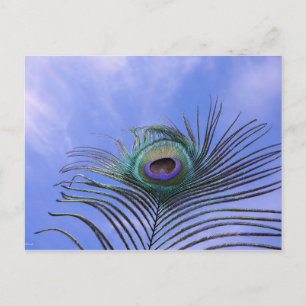 Carte Postale Photo Peacock Feather