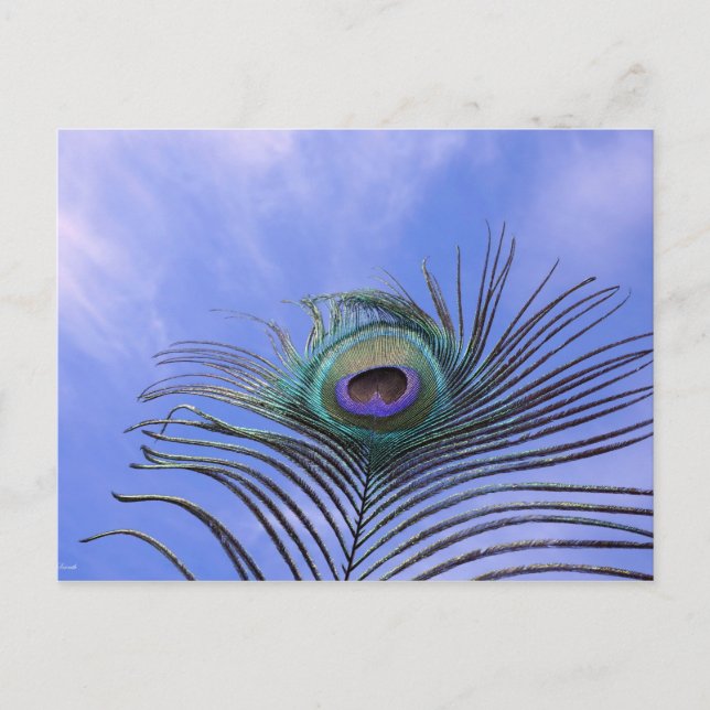 Carte Postale Photo Peacock Feather (Devant)
