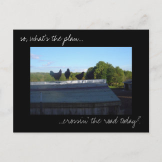 Carte postale photo 'Plans de poulet'