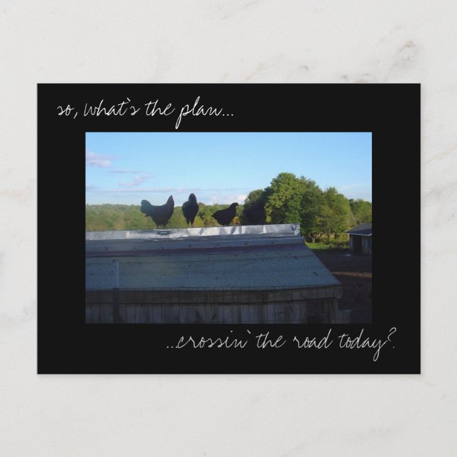 Carte postale photo 'Plans de poulet' (Devant)