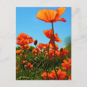 Carte Postale Photo Poppy