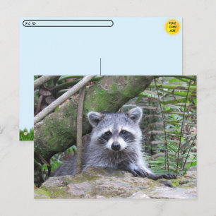 Carte Postale Photo postfranchie d'un adorable Raccoon de bébé