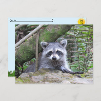 Carte Postale Photo postfranchie d'un adorable Raccoon de bébé