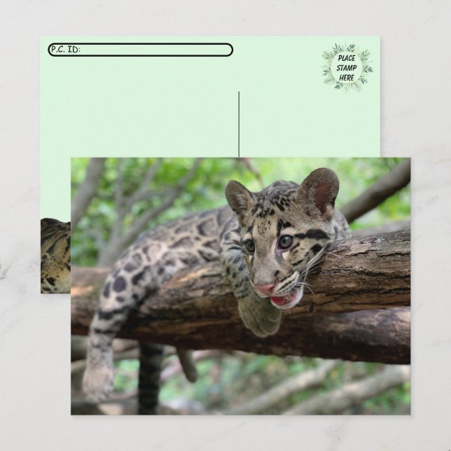 Carte Postale Photo postfranchissant de Leopard Cub nuageux (Devant / Derrière)