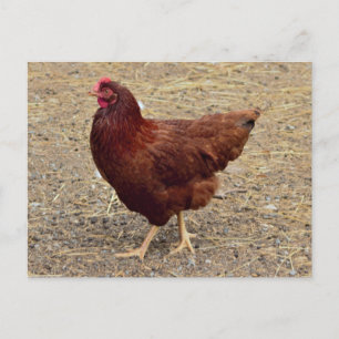 Carte postale Photo Poulet