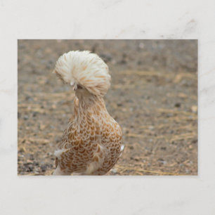 Carte postale Photo Poulet