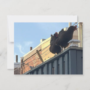 Carte postale Photo Poulets