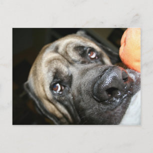 Carte Postale Photo Purebred English Mastiff