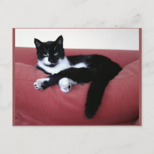 Carte postale photo - Queen Cat - Beauté animale