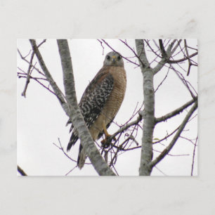Carte postale photo Red Tail Hawk