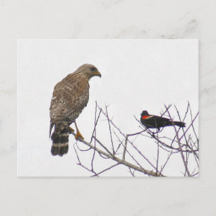 Carte postale photo Red Tail Hawk