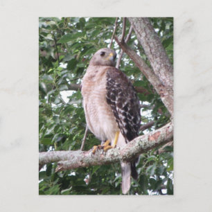 Carte postale photo Red Tail Hawk