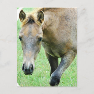 Carte postale Photo Roan Horse