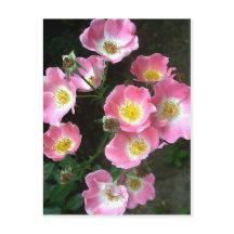 Photo Rose du jardin secret