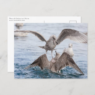 Carte Postale Photo Seagull Wildlife