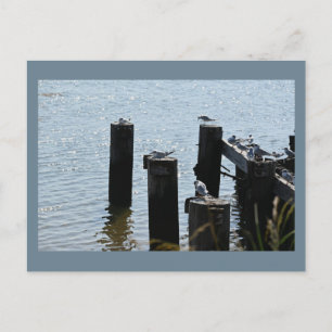 Carte postale Photo Seaguls