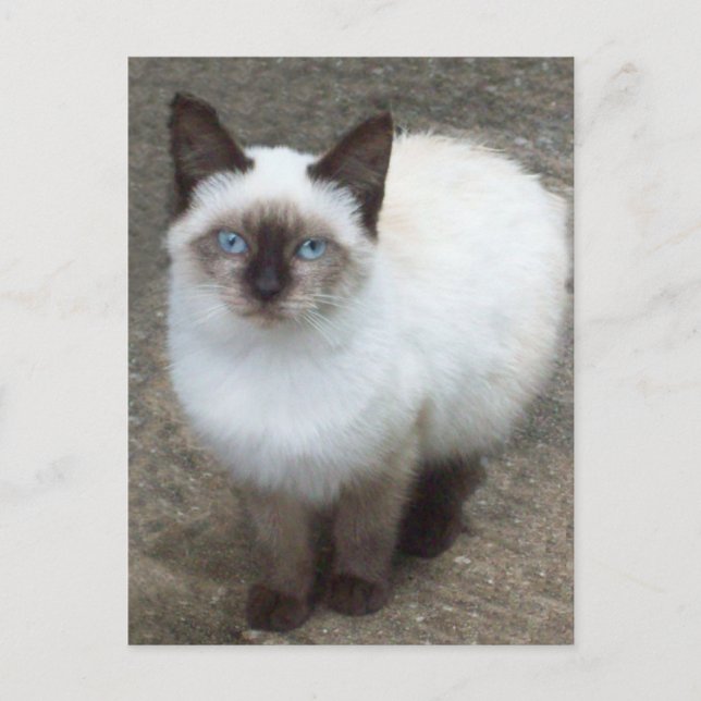 Carte postale photo Siamese Kitten (Devant)