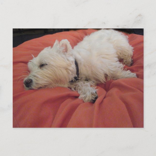 Carte postale photo Sleeping Westie (Devant)