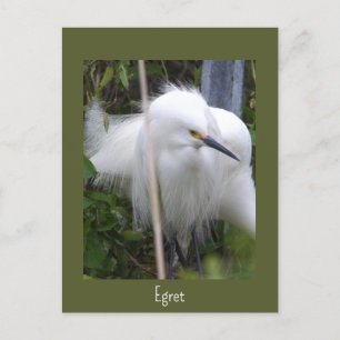 Carte postale Photo Snowy Egret