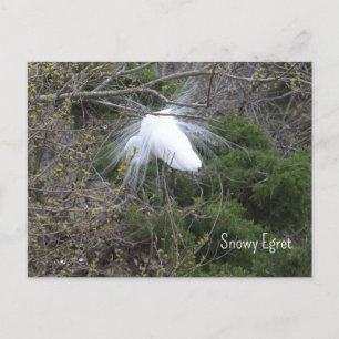Carte postale Photo Snowy Egret