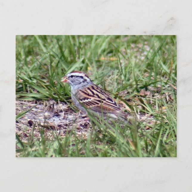 Carte postale Photo Sparrow (Devant)