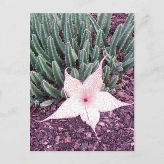 Carte Postale Photo Starfish Cactus (Devant)