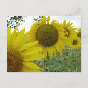 Carte postale Photo Sunflower