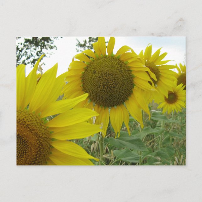 Carte postale Photo Sunflower (Devant)