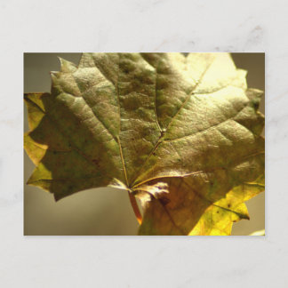 Carte Postale Photo sur feuille d'or sur