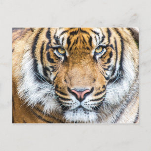 Carte Postale Photo Tiger Face