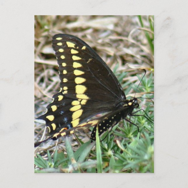 Carte postale Photo Tiger Swallowtail Button (Devant)