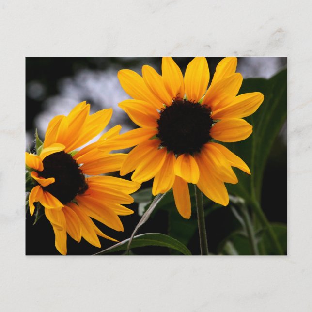 Carte Postale Photo tournesol (Devant)