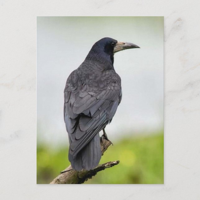 Carte postale photo vintage (Devant)