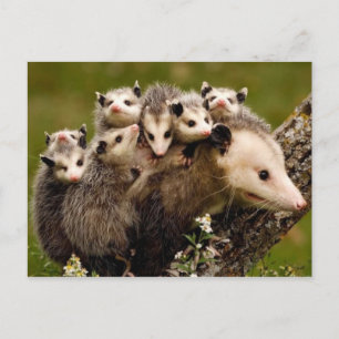 Carte postale photo vintage