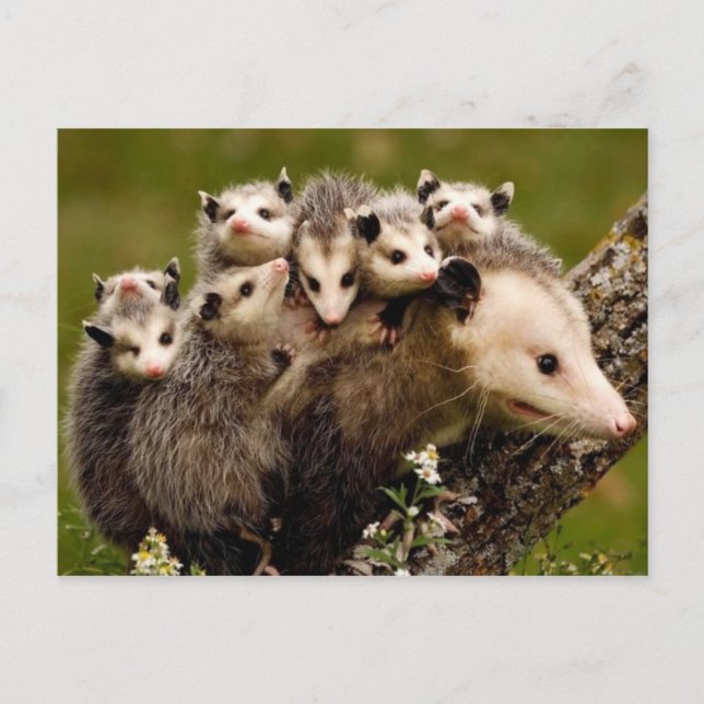 Carte postale photo vintage (Devant)