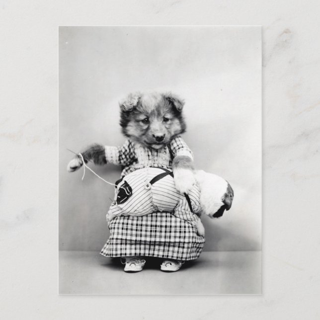 Carte Postale Photo vintage chien (Devant)