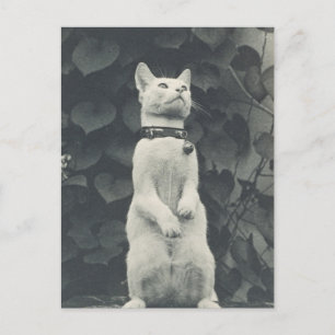 Carte Postale Photo vintage de chat de chat