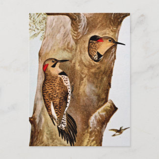 Carte Postale Photo Vintage Flicker Birds