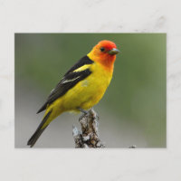 Photo Western Tanager