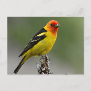 Carte Postale Photo Western Tanager