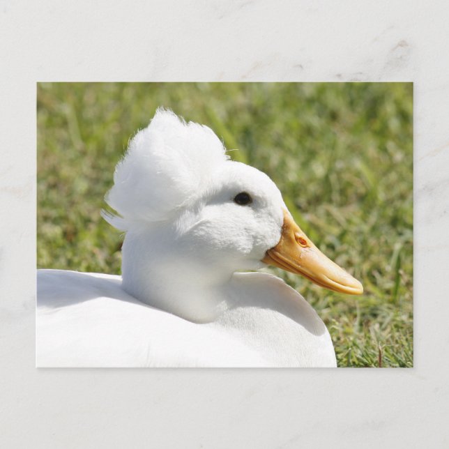 Carte postale photo White Crested Duck (Devant)